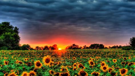 Autumn With Sunflowers Wallpapers - Wallpaper Cave