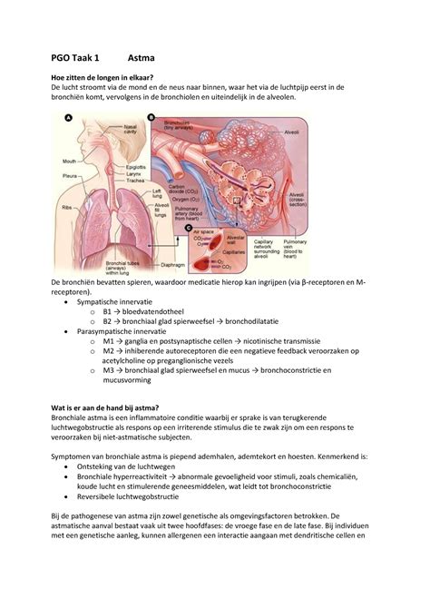 PGO Taak 1 Astma Onstekingen PGO Taak 1 Astma Hoe Zitten De Longen In