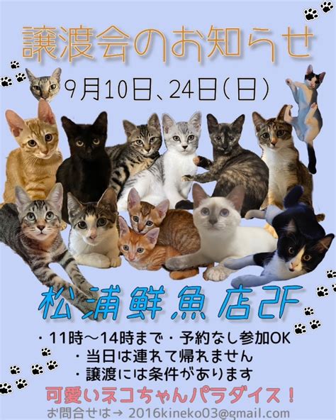 久留米市小頭町 子猫譲渡会 黄色い猫じゃら