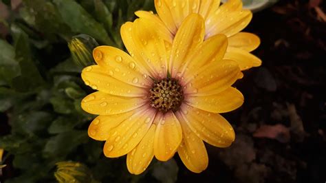 Osteospermum Blume Natur Kostenloses Foto Auf Pixabay Pixabay