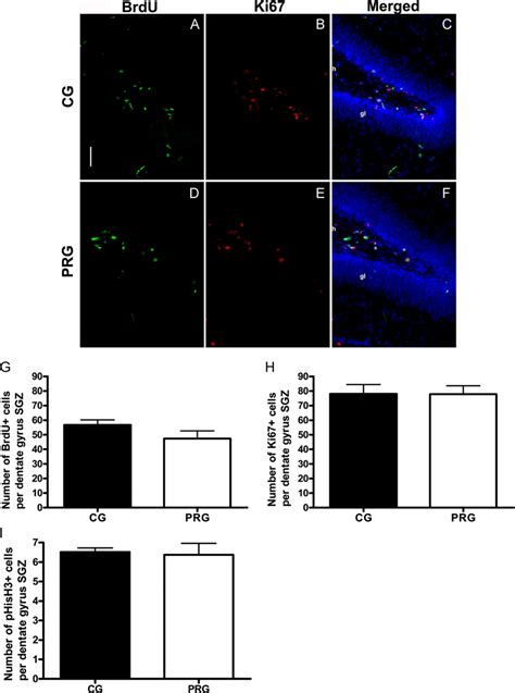 Cell Proliferation In The Hippocampal Dentate Gyrus Of Juvenile