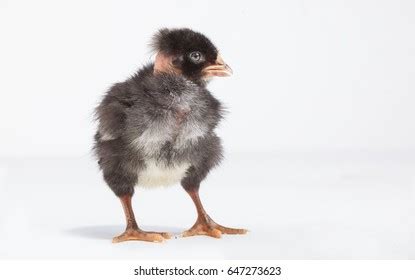 Naked Neck Chicken Breed Small Newborn Stock Photo 647273623 Shutterstock