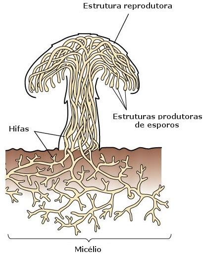 Fungos E O Reino Fungi Características Exemplos E Importância