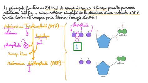 Vidéo question Identifier la source dénergie dans les liaisons