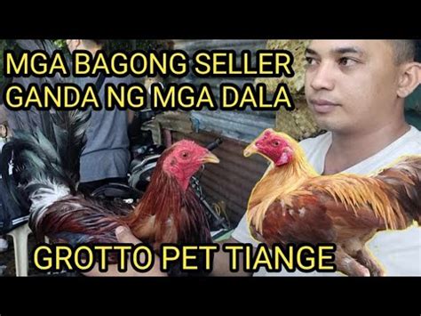 PRICE UPDATE SA MGA BAGONG SELLER NG MANOK SA SJDM BULACAN GROTTO YouTube