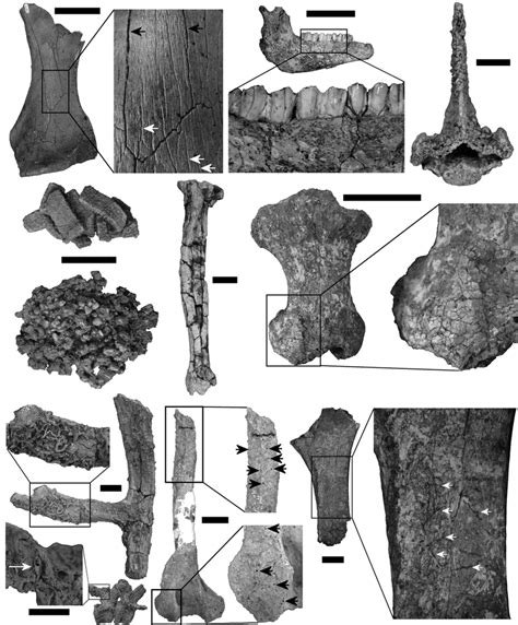 Fossils From Campanha A Tibia Of A Mylodontid Sloth Mcn Pv3229 With