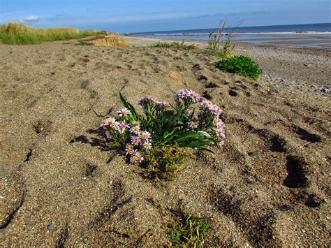 Wild at Hull: Post Migration Festival at Spurn Head