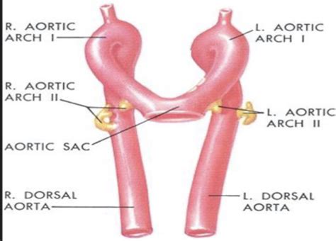 T Vascular Embryology Flashcards Quizlet