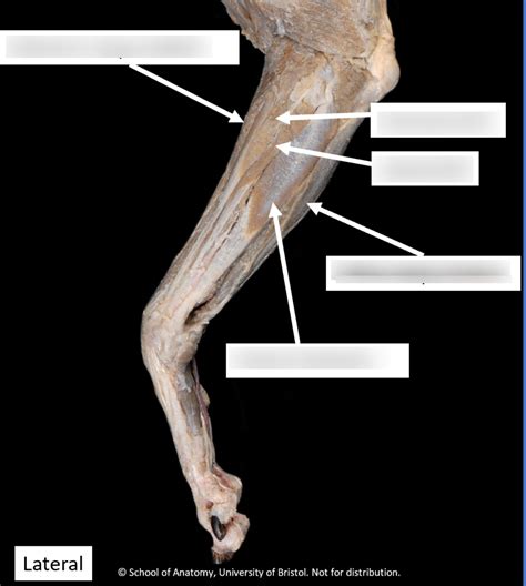 Canine Distal Forelimb Lateral View Diagram Quizlet