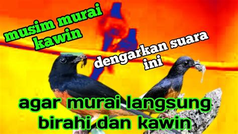 Musim Murai Kawin Suara Murai Batu Kawin Untuk Pancingan Murai Batu