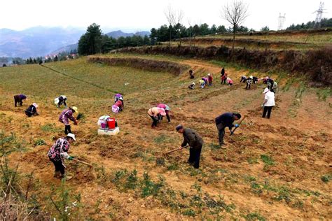 钟山区：不负农时不负春 春耕备耕正当时南开乡种植进行