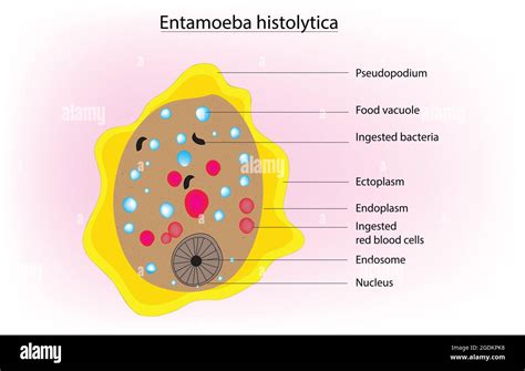 Entamoeba Coli Diagram