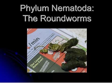 Ppt Phylum Nematoda The Roundworms Powerpoint Presentation Free