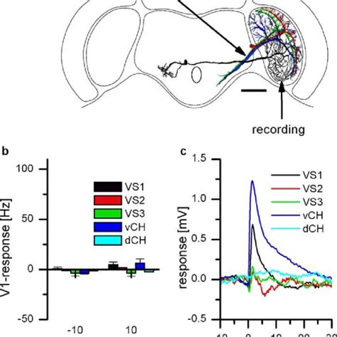 Extracellular Recording From V1 And Intracellular Recording Of Download Scientific Diagram