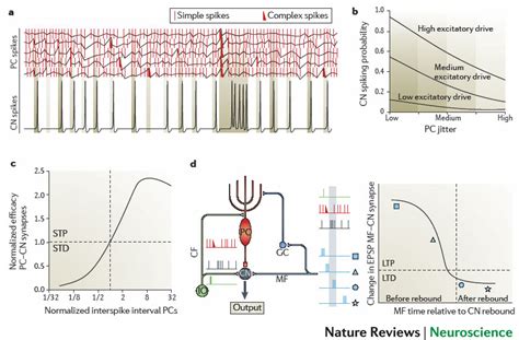 Read Out Of Patterns In Cerebellar Nuclei A Five Different Purkinje