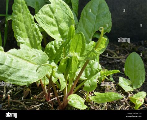 Garden Sorrel, Rumex Acetosa Stock Photo - Alamy