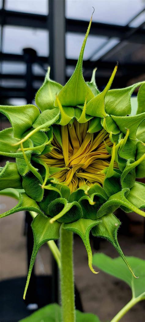 Sunflower Blooming : r/gardening