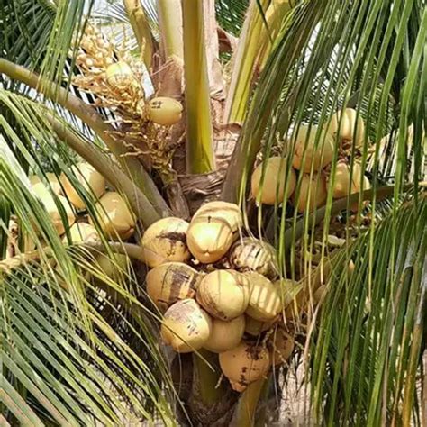 Malayan Yellow Dwarf MYD Coconut Seedling At Rs 400 Piece Coconut