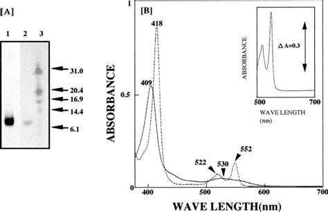 A Sds Page Of The G Metallireducens 95 Kda Cytochrome C The Gel Was