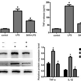 Shikonin Inhibits The Production Of Inflammatory Cytokines In Nucleus