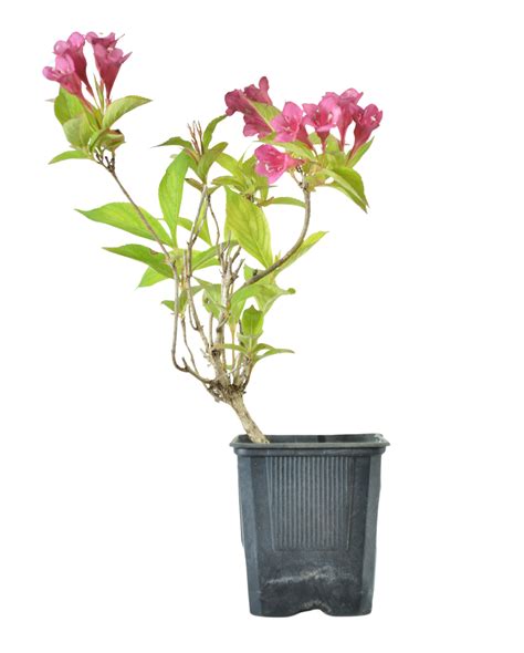 Weigela Roz Aprins Evita 40 50cm La Ghiveci Plantland Ro