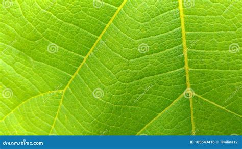 Fundo Verde Da Textura Da árvore Da Teca Da Folha Foto de Stock