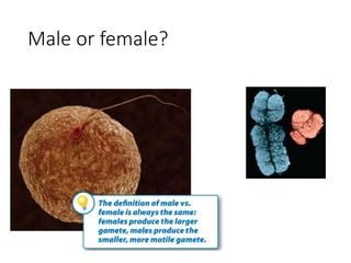 Ch Sex And Meiosis PPT