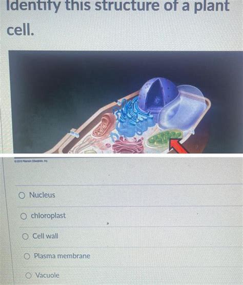 [ANSWERED] Identify this structure of a plant cell Nucleus Ochloroplast - Kunduz