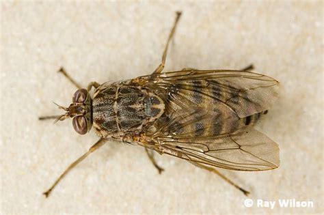 Tsetse Fly Glossina Morsitans G Palpalis