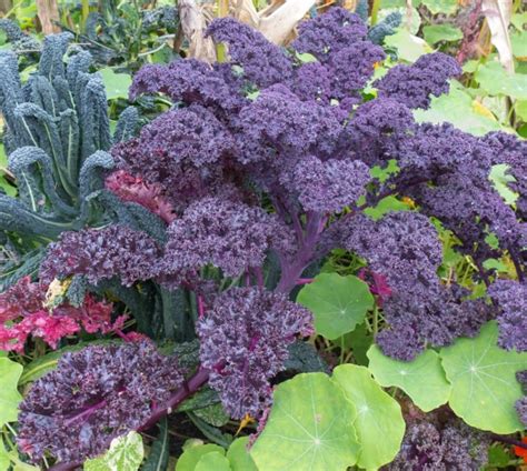 Our 37 Favourite Plants With Purple Leaves Uk