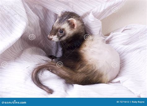 Adrenal Disease Ferret Stock Photography Image