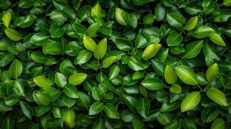 Folhas Abundantes De Ficus Pumila Criando Um Fundo De Textura Verde