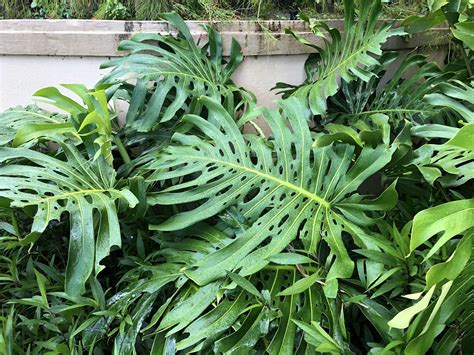 Monstera Deliciosa Care - AKA Swiss Cheese Plant | Plants, Monstera