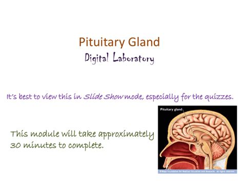 Pituitary Gland Anterior Lobe