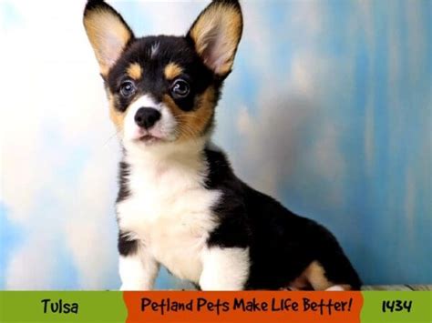 Pembroke Welsh Corgi Puppies Petland Oklahoma City And Tulsa