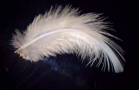 Download free photo of Feather,bird feather,down feather,white,tender ...