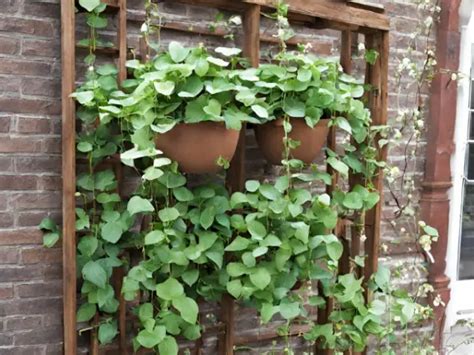 Creative DIY Trellis Designs for Vining Container Plants - Enjoy ...