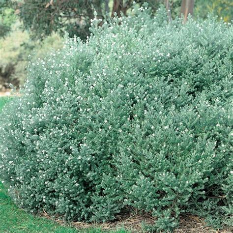 Coastal Rosemary