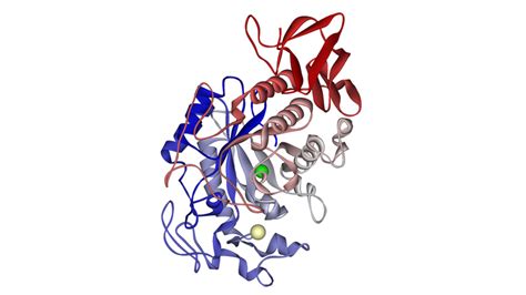 C C Lo I Enzyme Trong C Th Ng I V Vai Tr C A Ch Ng Ra Sao Nh