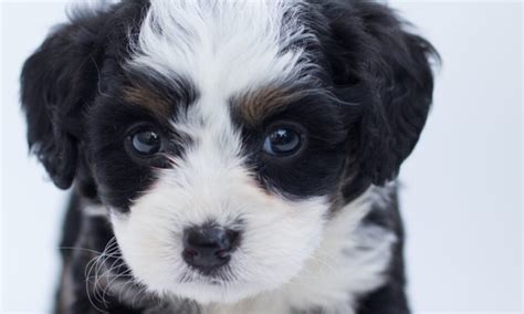 Cómo cuidar adecuadamente a tu cachorro consejos y recomendaciones