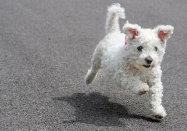 Bichon Frise Training | Bichon Frise Puppies