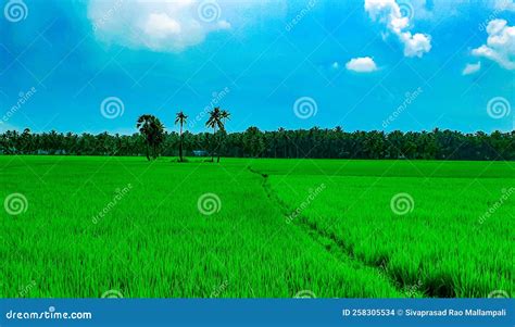 Beautiful Paddy Rice Fields And Coconut Plantations Along Side The