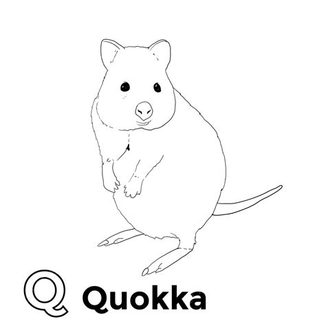 Quokka Line Art For Coloring Book Book Drawing Ring Drawing Color