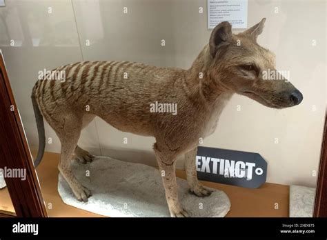 Preserved Thylacine specimen in Bristol Museum Stock Photo - Alamy