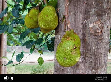 Jackfruit Or Jack Tree Artocarpus Heterophyllus With Young Green