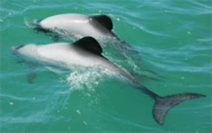 Facts About Maui's Dolphin - The Cetacean Zone - whales, dolphins and porpoises