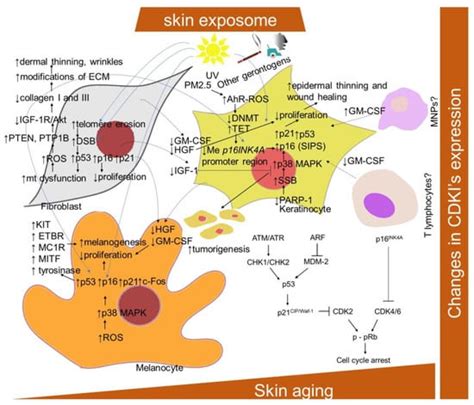 Ijms Free Full Text Skin Aging Cellular Senescence And Natural