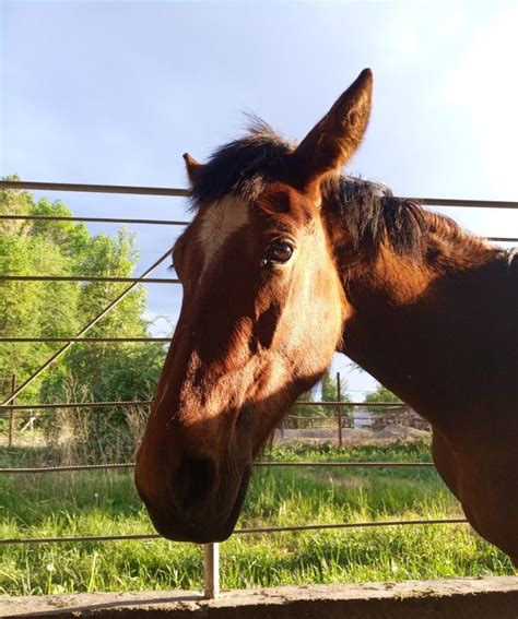 эстетика лошадей лошади эстетика horse лошади