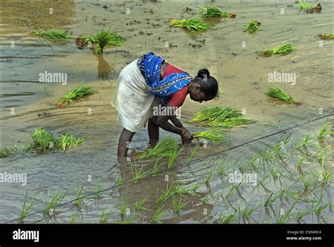 Rice Oryza Sativa Crop Woman Transplanting Seedlings Along Line In