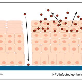 Overview Of The Hpv Life Cycle Hpvs Infect The Basal Cells Of The